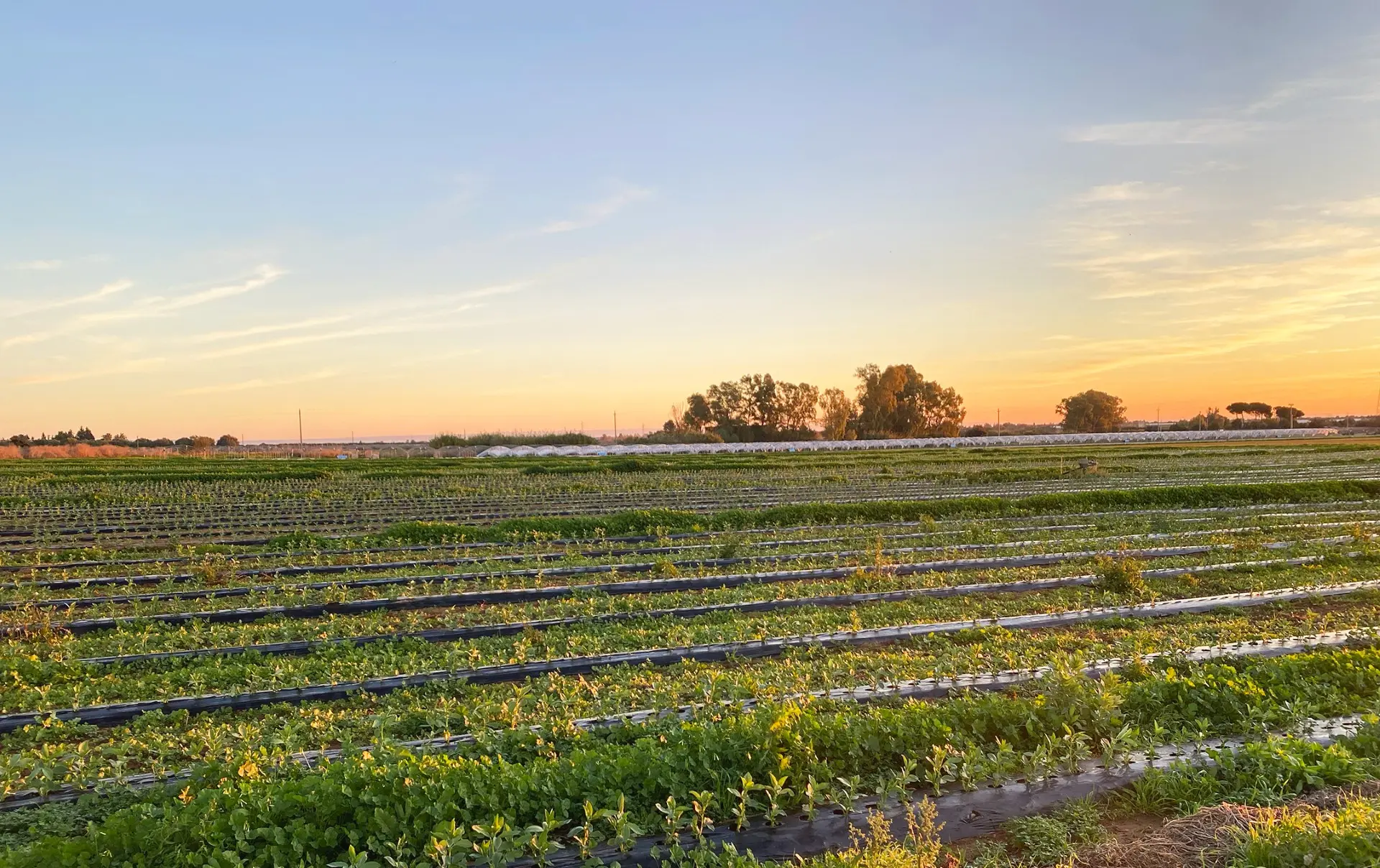 Analisi terreni e fertilizzanti