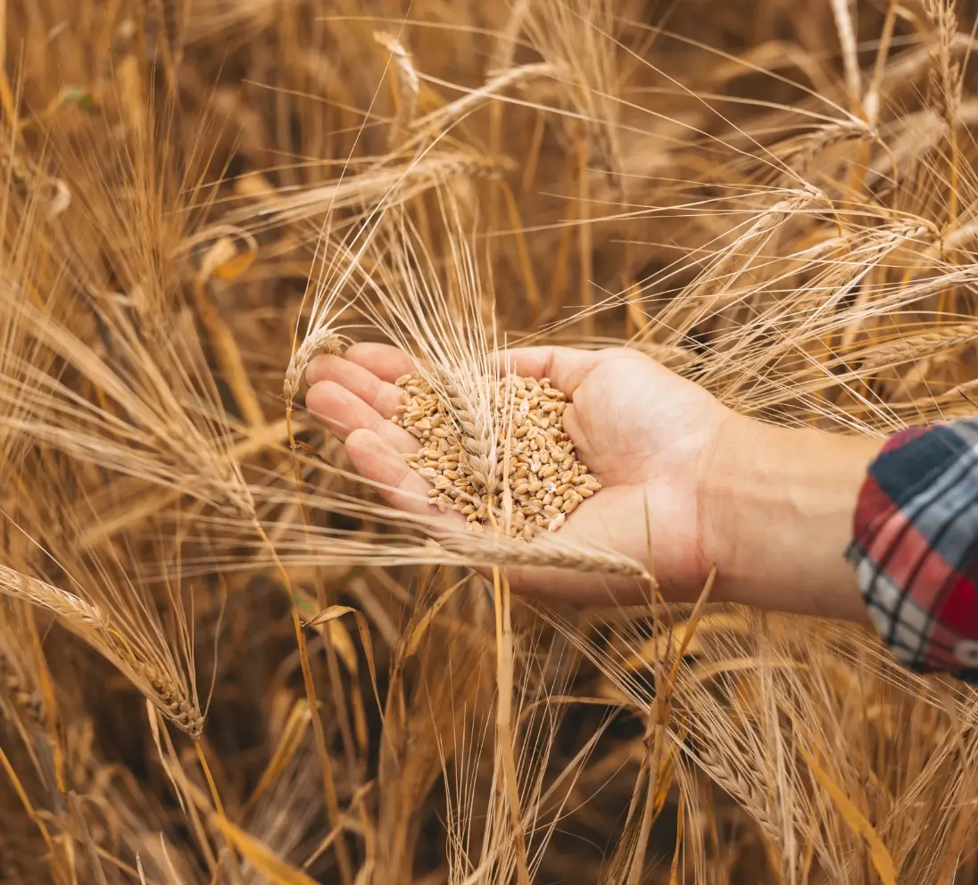 Analisi metalli pesanti